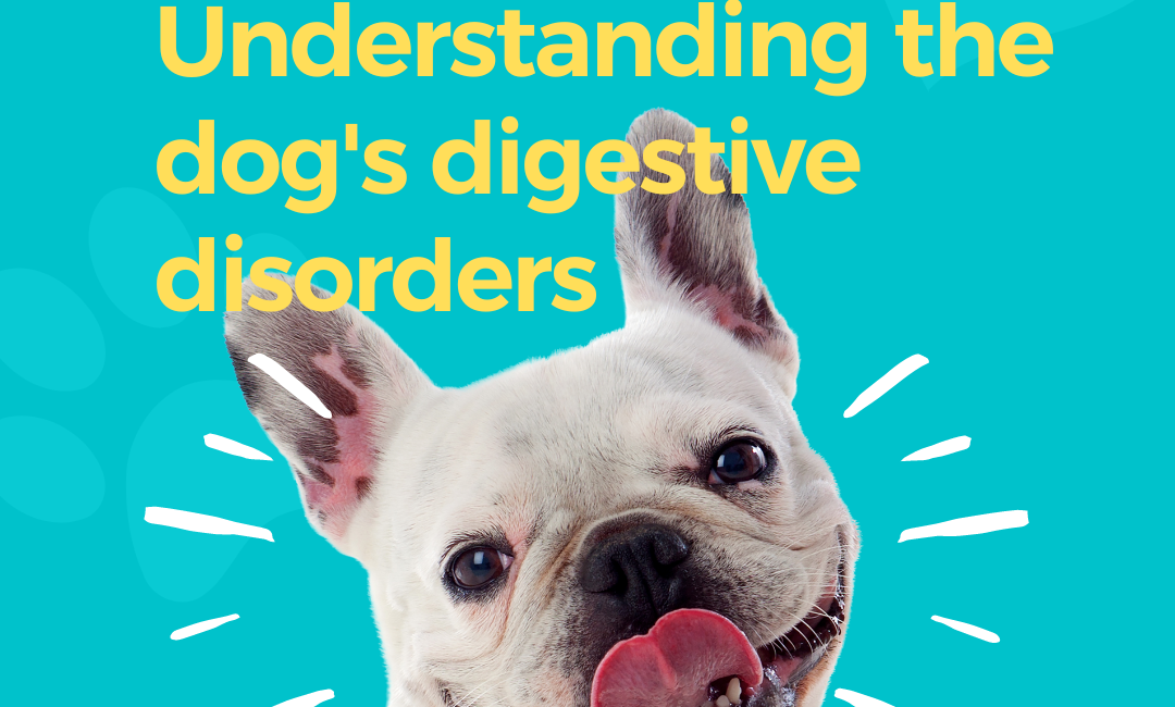 when dog has diarrhea