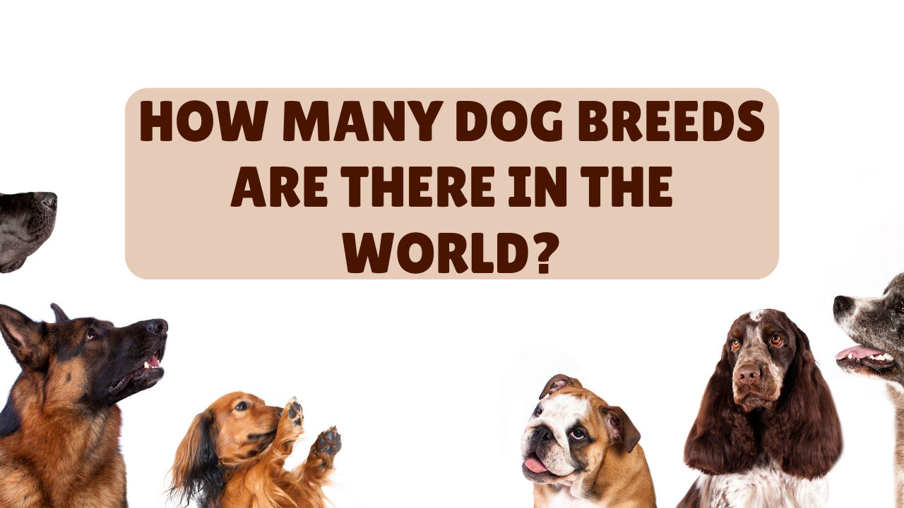 How many dog breeds are there in the world