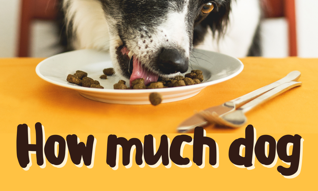 how much dog food should a puppy eat