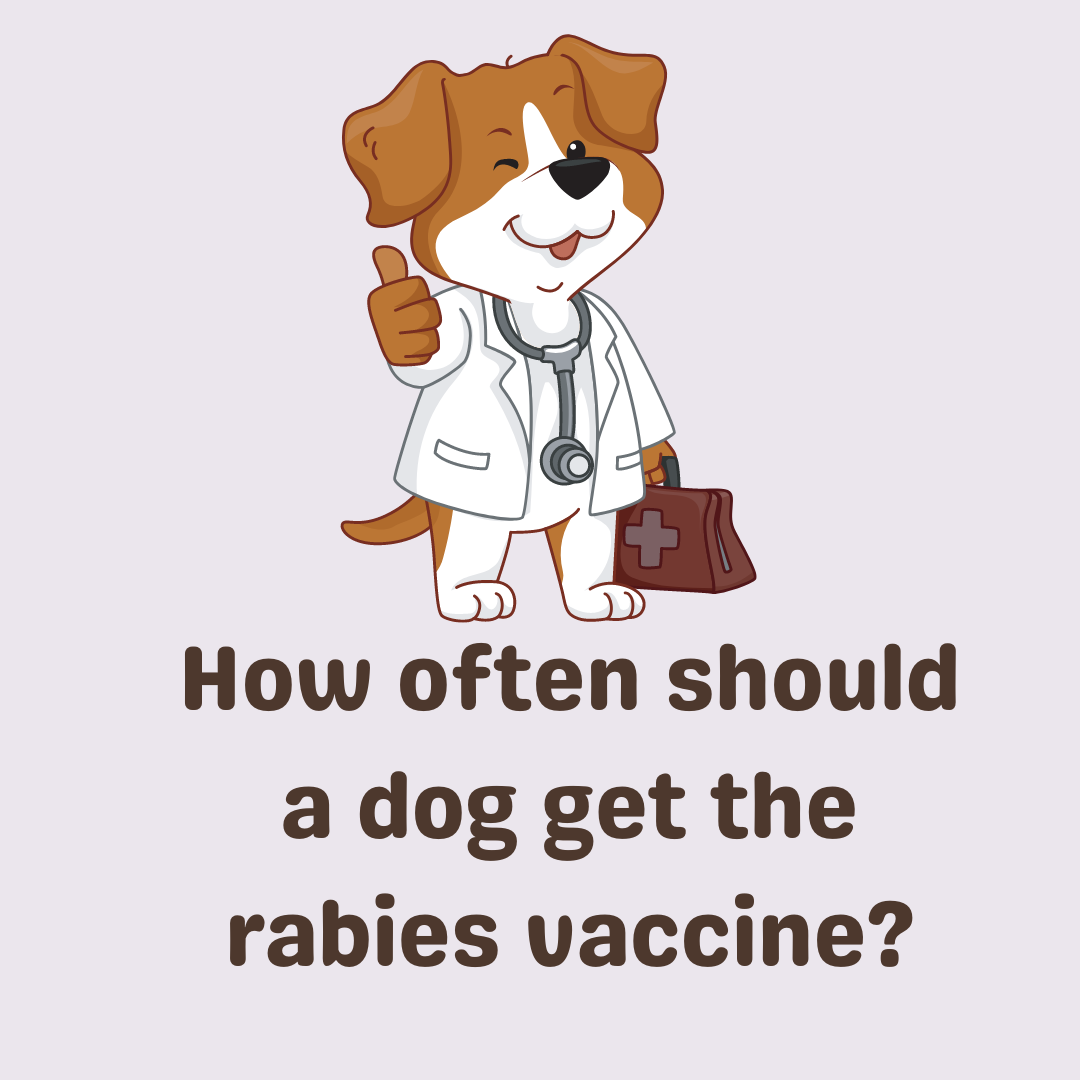 How Often Should A Dog Get The Rabies Vaccine Cuddlytails