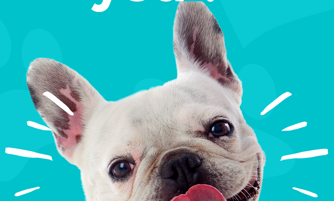When dog licks you