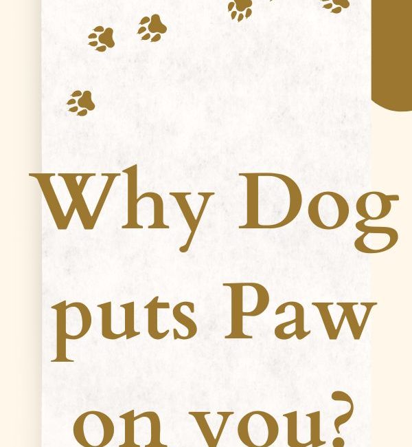 When dog puts paw on you