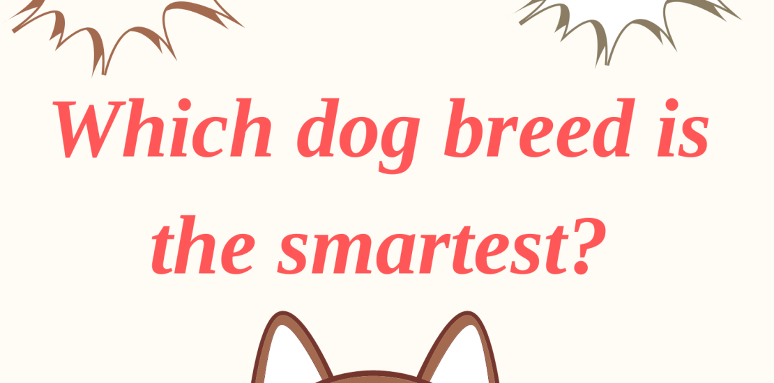 Which dog breed is the smartest