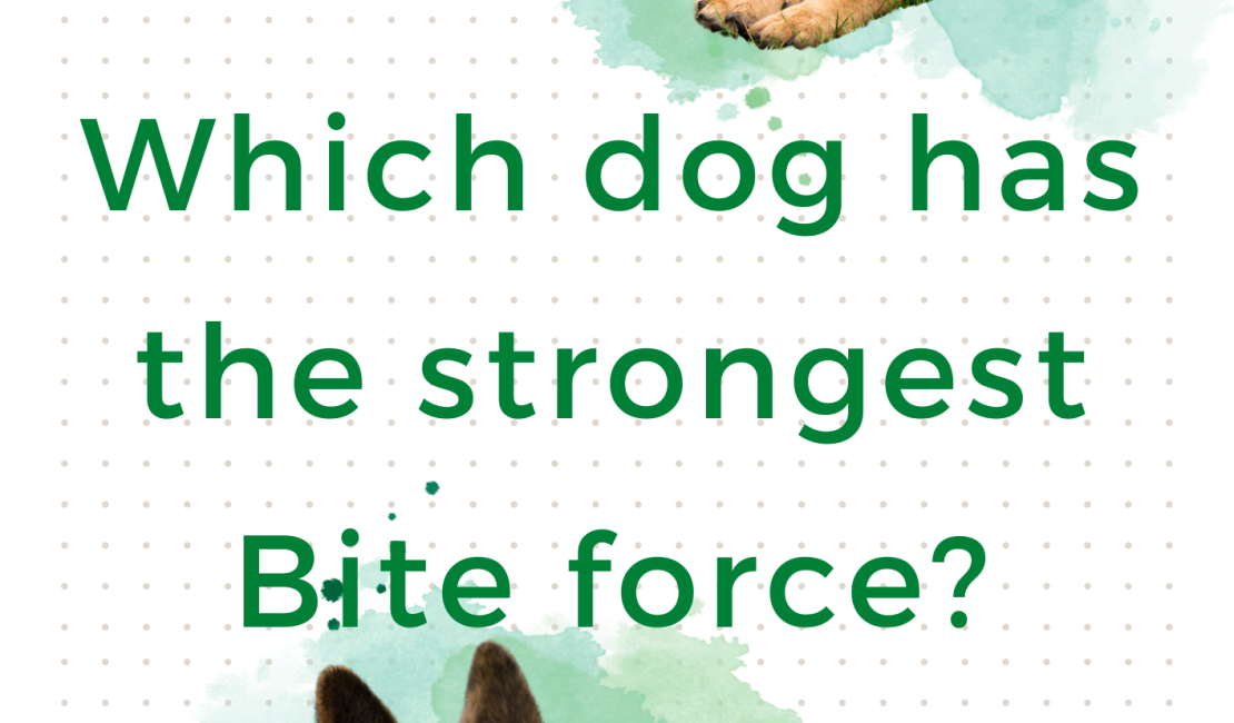 Which dog has the strongest bite force
