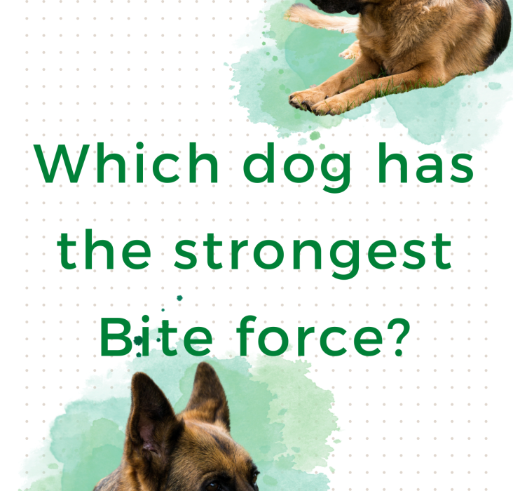 Which dog has the strongest bite force? Cuddlytails