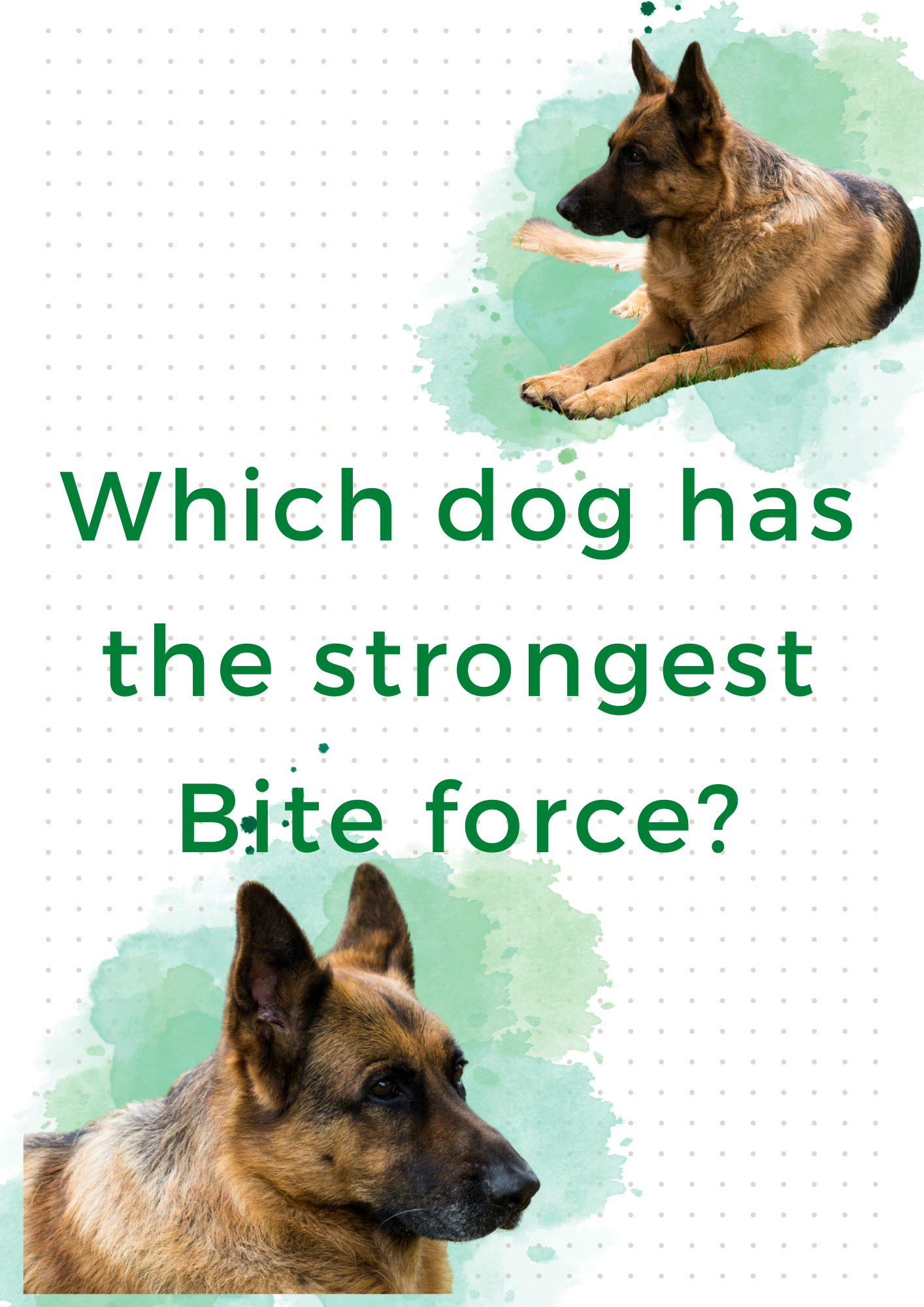 Which dog has the strongest bite force