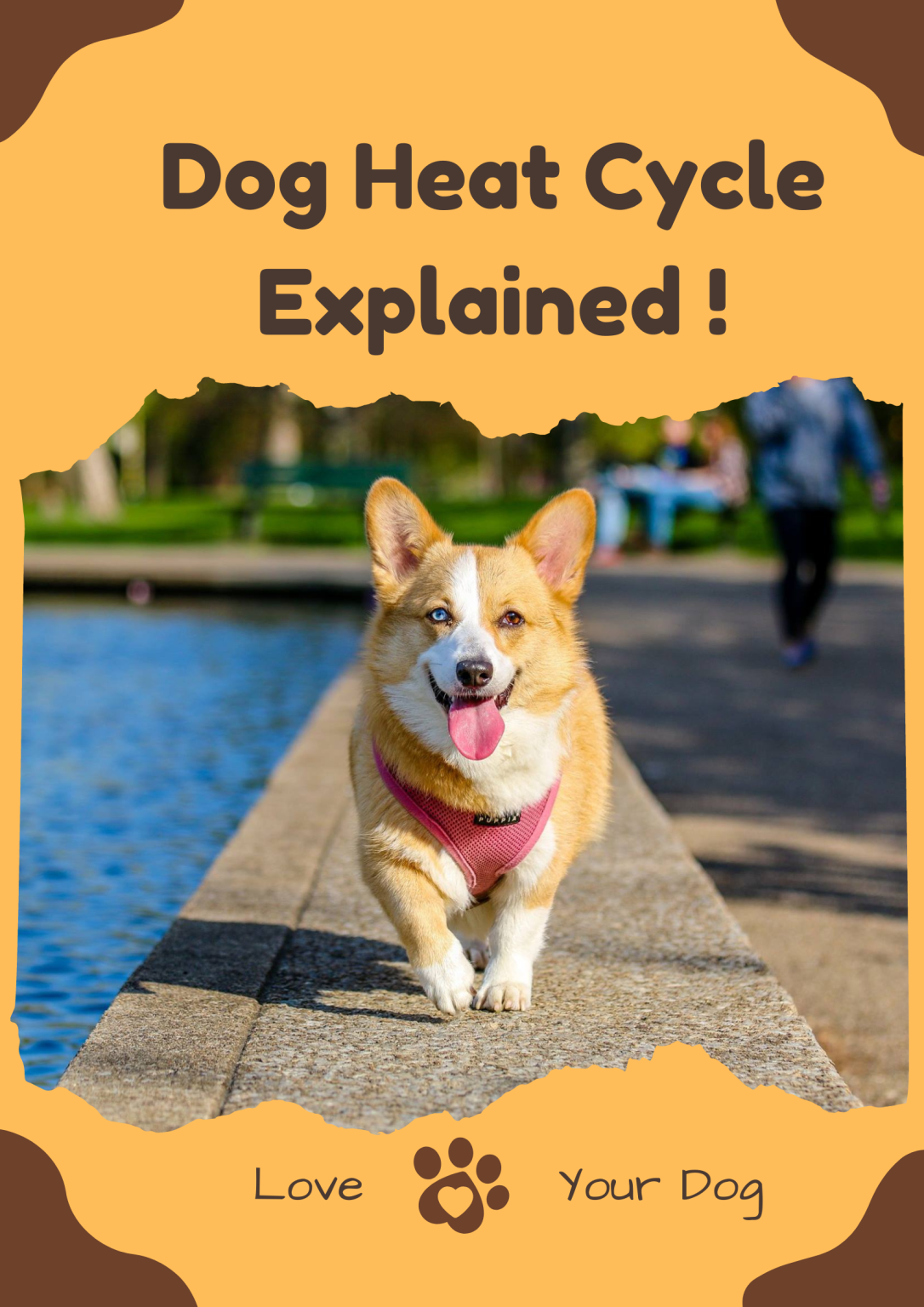 how-long-dog-in-heat-cuddlytails