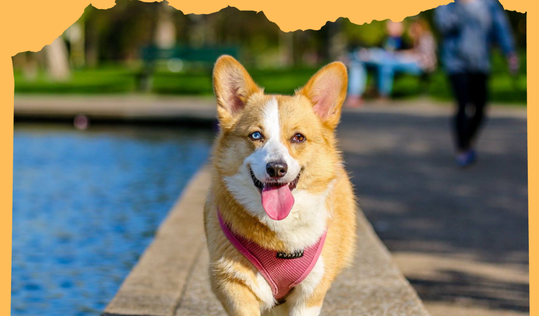 How long dog in heat