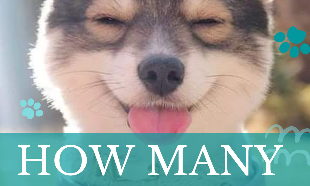 how many dog years is 1 human year