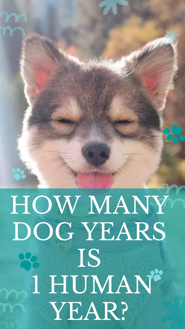 How many dog years is 1 human year? Cuddlytails