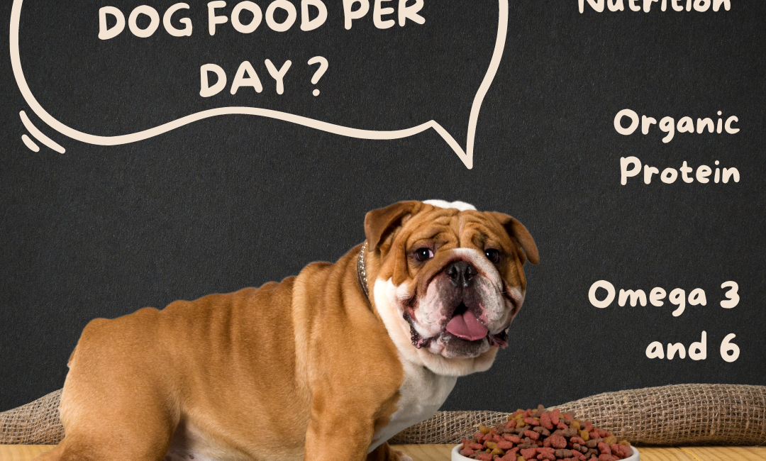 How much dog food per day