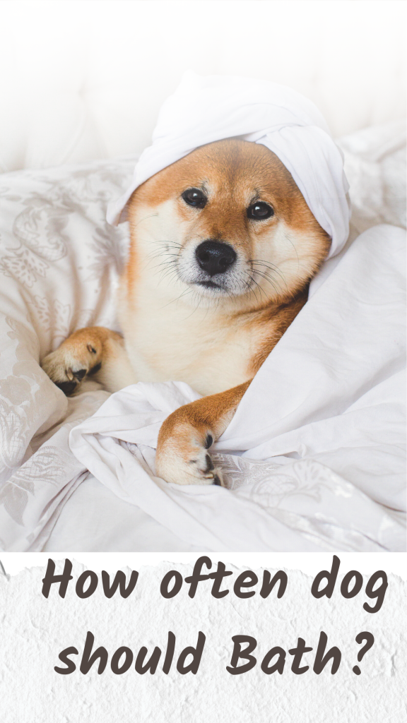 How often dog bath? Cuddlytails