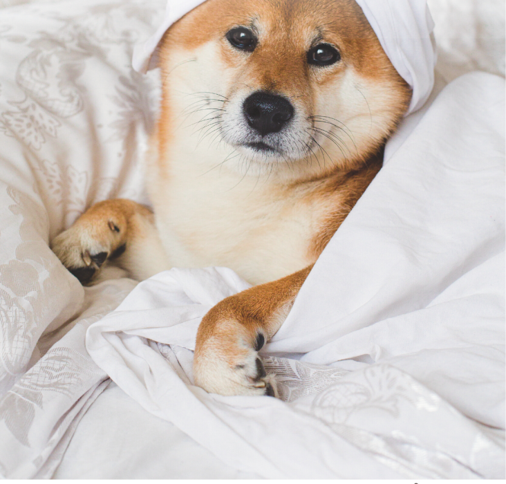 How much dog food should a puppy eat? Cuddlytails