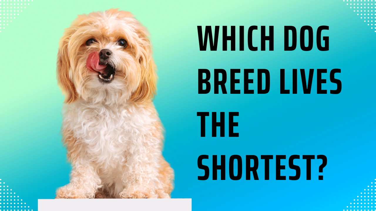 which dog breed lives the shortest