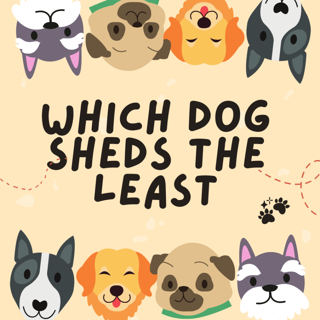 Which dog sheds the least? Cuddlytails