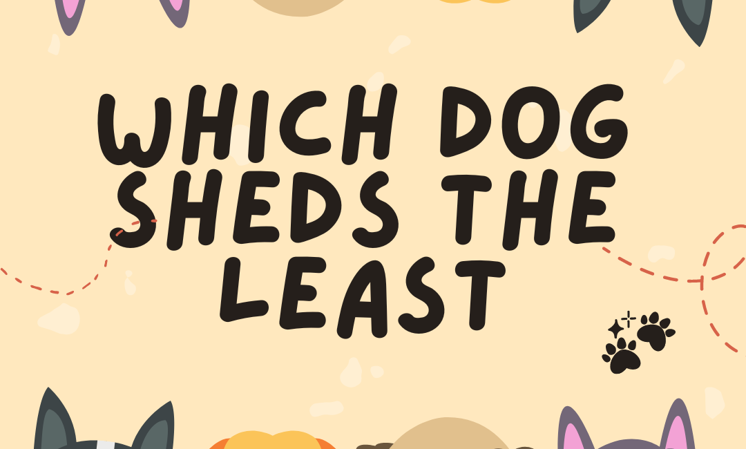 which dog sheds the least