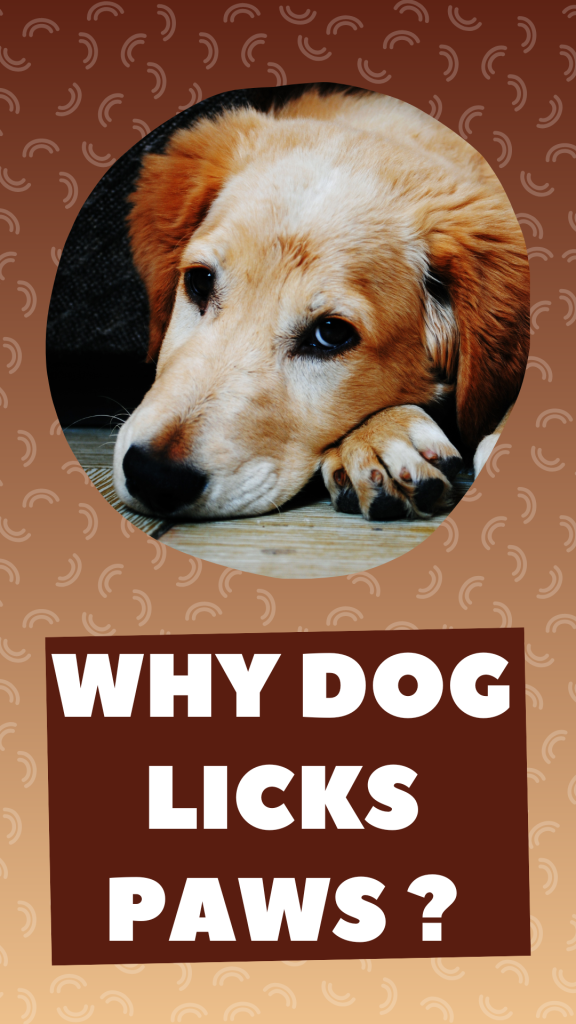 Why dog licks paws? Cuddlytails
