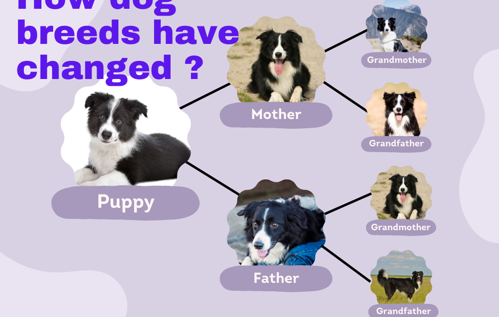 How dog breeds have changed