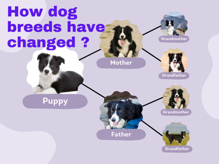 How dog breeds have changed? Cuddlytails