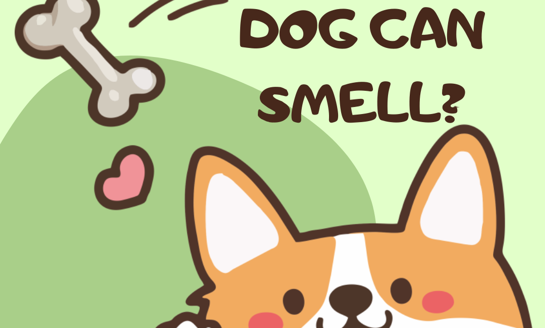 How far dog can smell