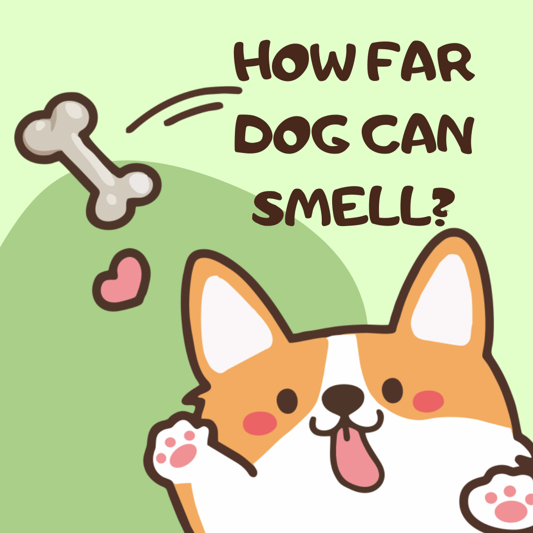 How far dog can smell