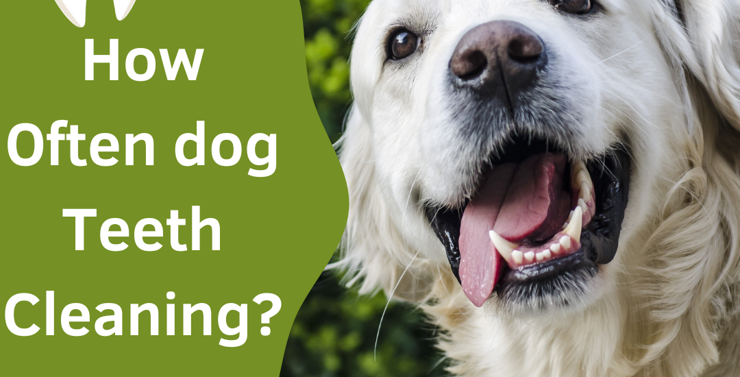 How Often dog Teeth Cleaning