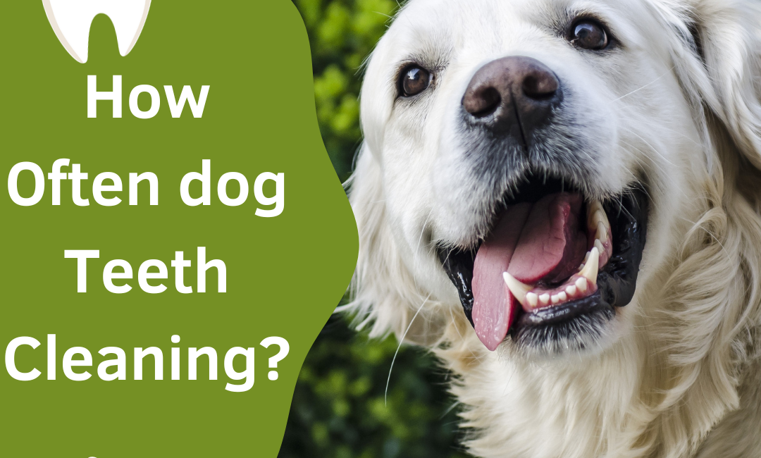 How Often dog Teeth Cleaning