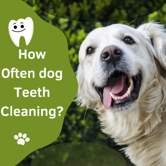 How often dog teeth cleaning? Cuddlytails