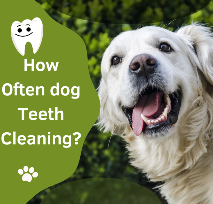 How often should a dog get the rabies vaccine? Cuddlytails