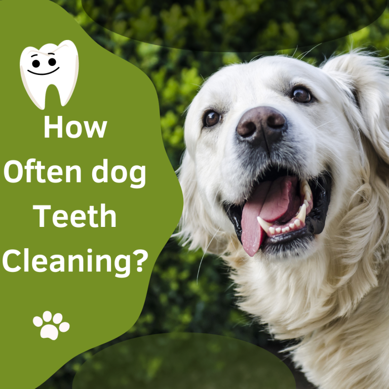 How often dog teeth cleaning? Cuddlytails