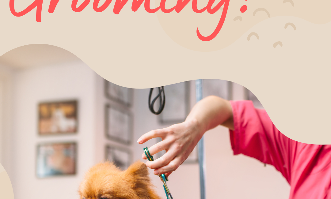 How often you should do dog grooming