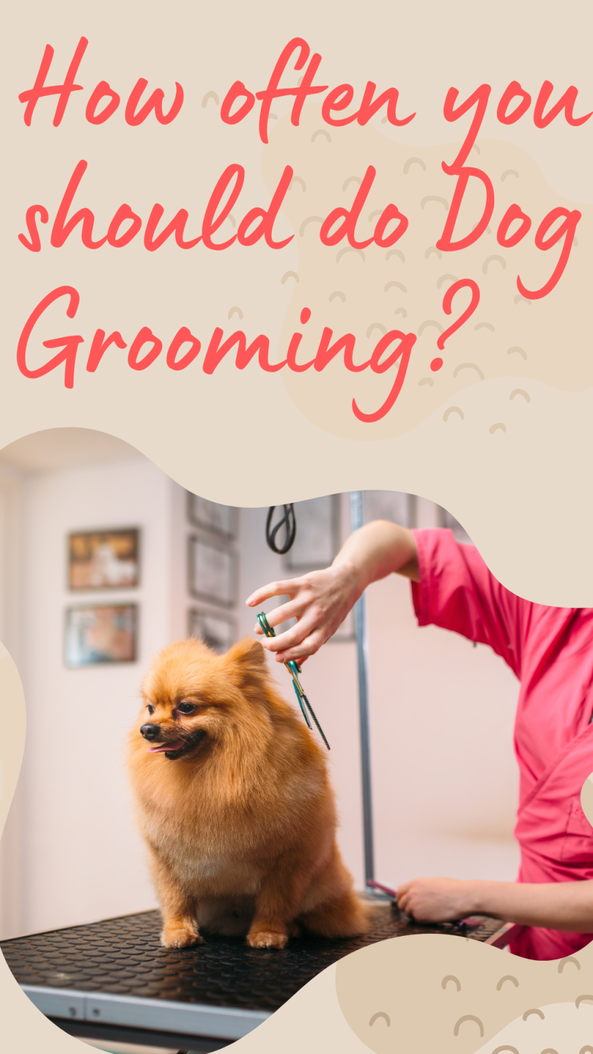 How often you should do dog grooming? Cuddlytails