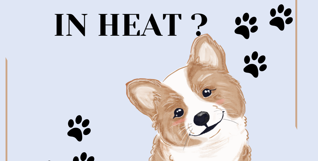 When Dog Is In Heat