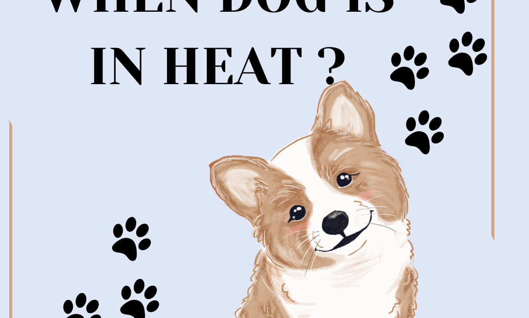 When Dog Is In Heat