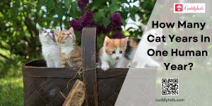 How Many Cat Years in One Human Year? - Cuddlytails