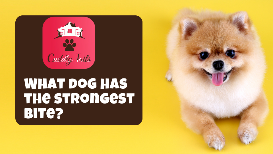 What dog has the strongest bite?