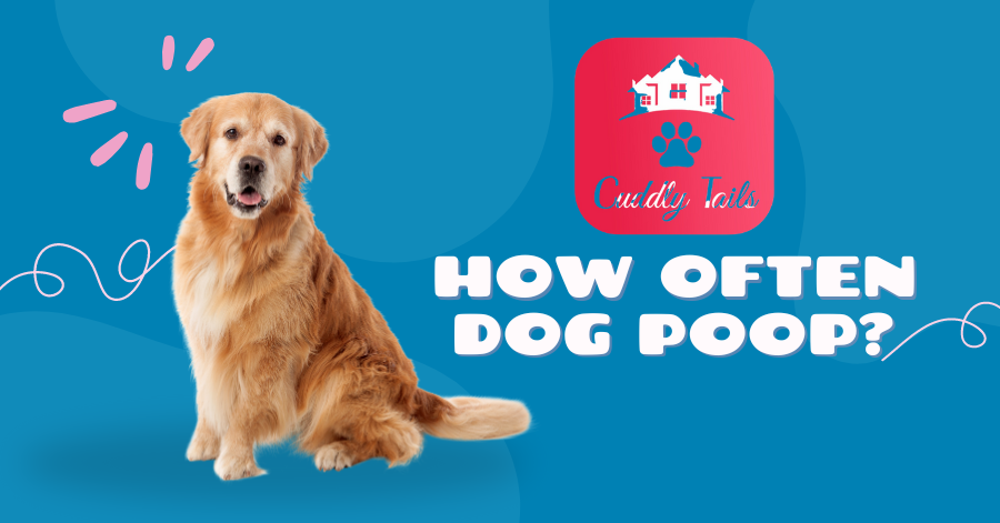 How often dog poop?