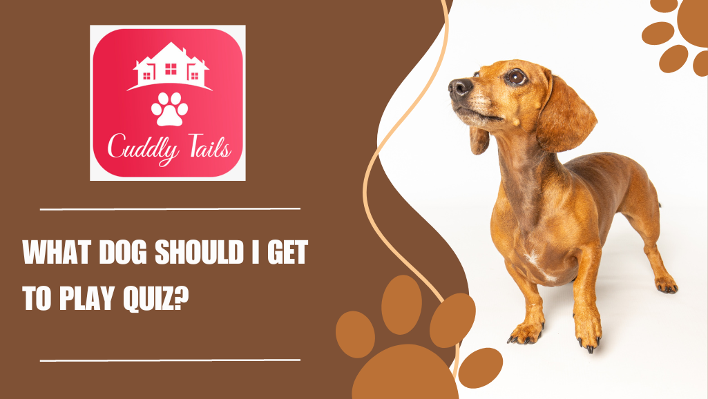 What dog should hot sale i have quiz