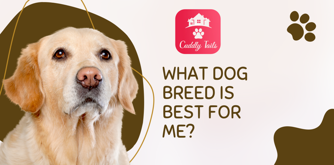 What dog breed is best for me?