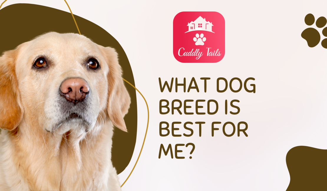 What dog breed is best for me?