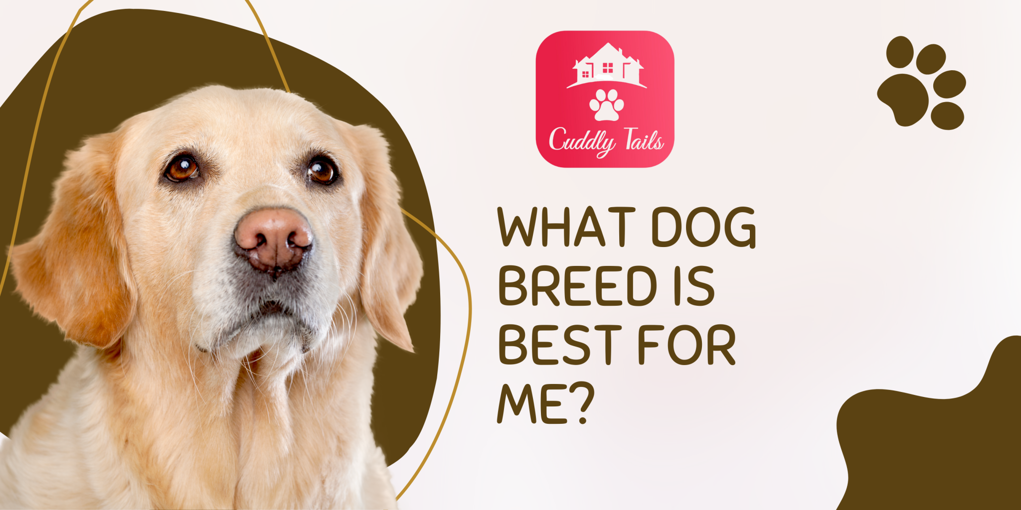 What dog breed is best for me? Cuddlytails