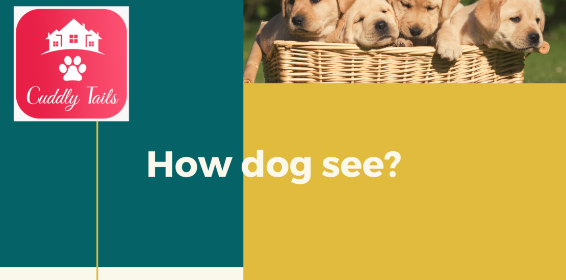 How dog see?