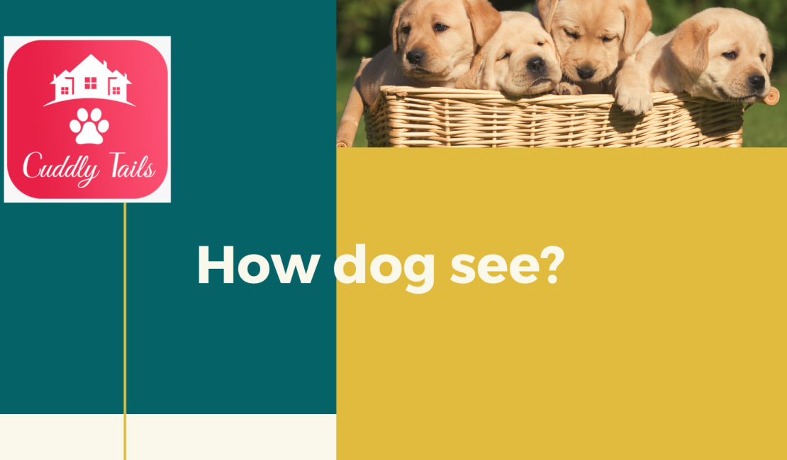 How dog see?