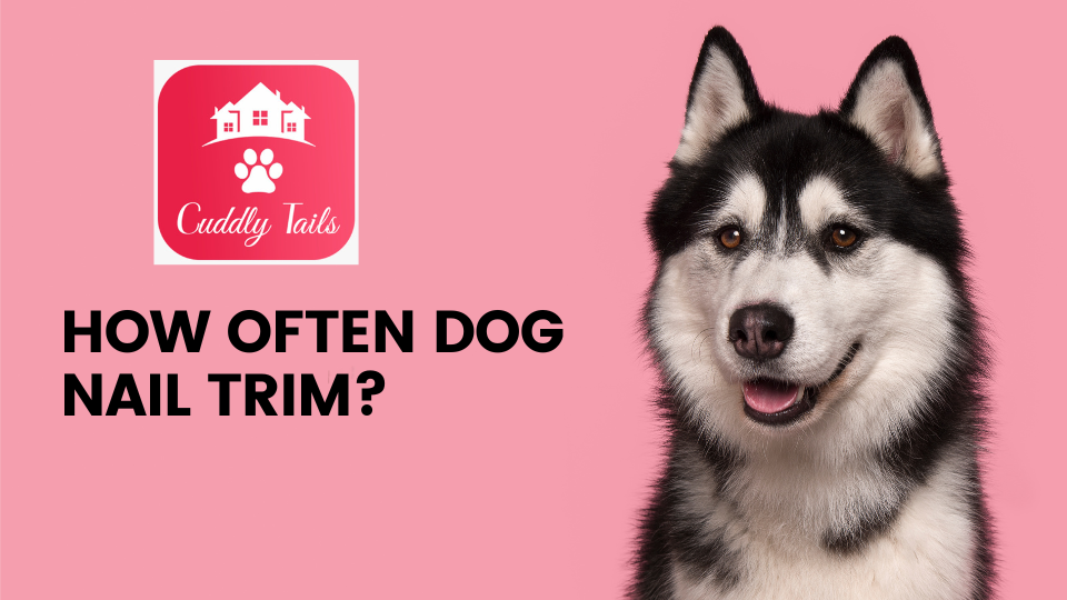 How often dog nail trim?