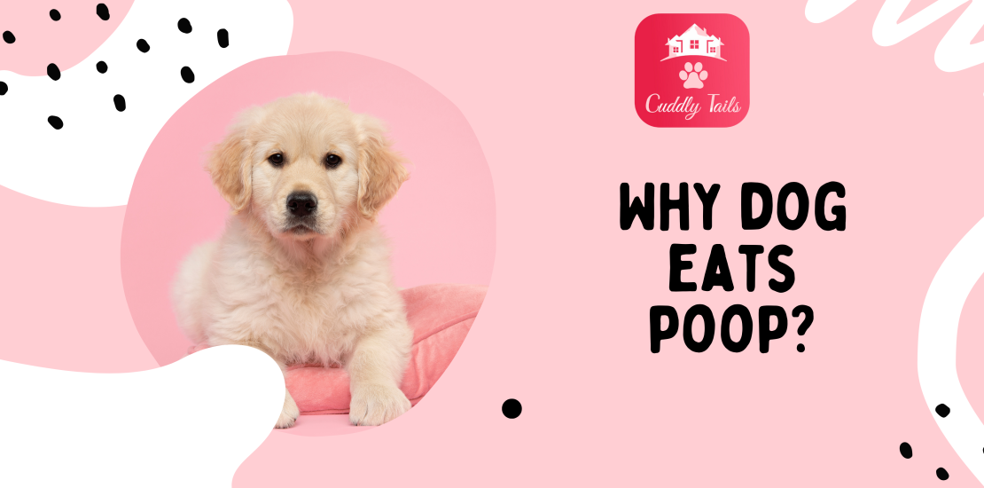 Why dog eats poop?