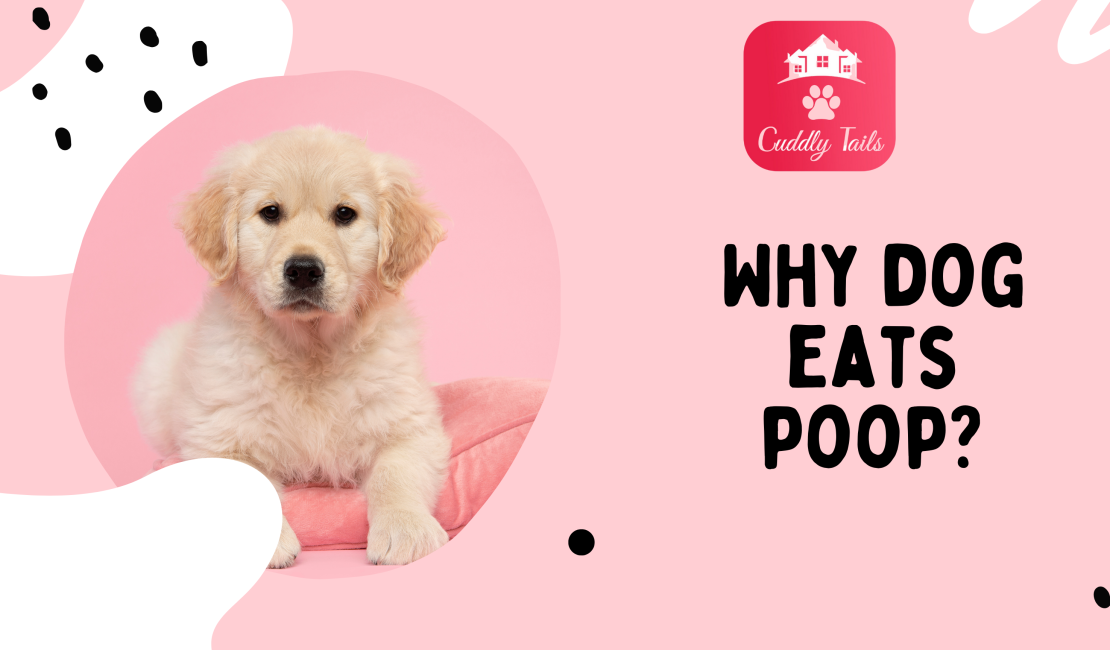 Why dog eats poop?