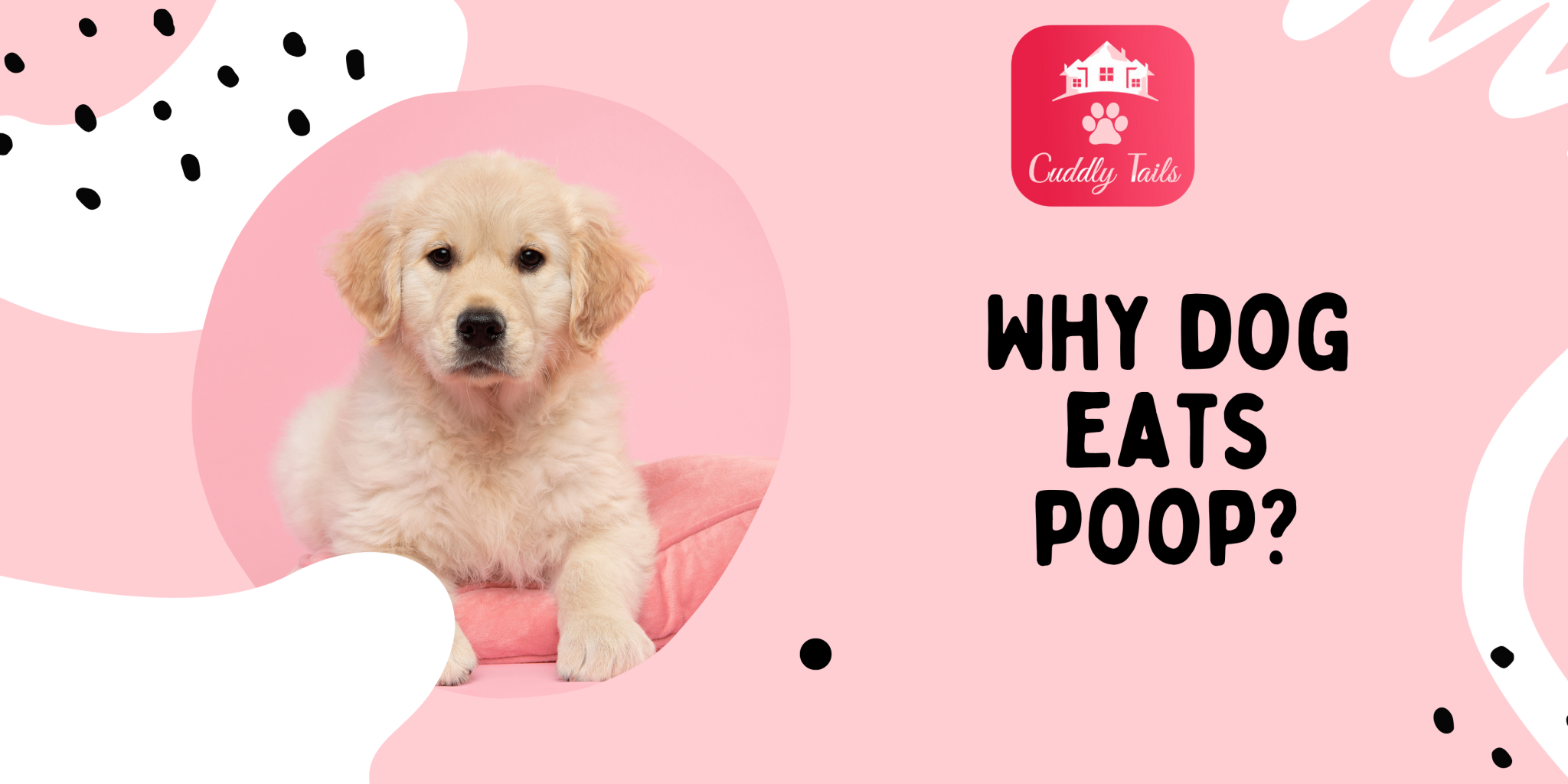Why dog eats poop? Cuddlytails