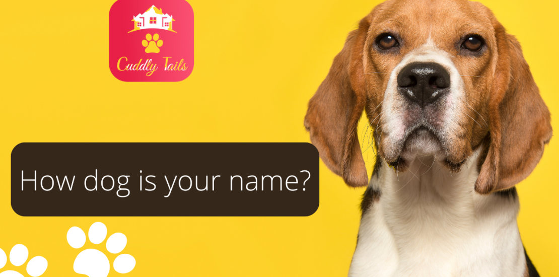 How dog is your name?