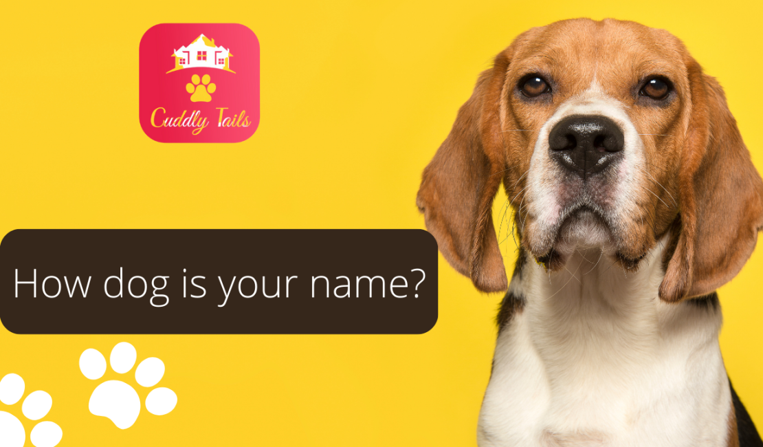 How dog is your name?
