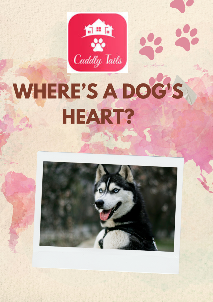 Where’s a dog's heart? Cuddlytails